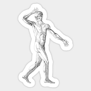 Vintage Human Anatomy Science, Muscles of the Male Body Sticker